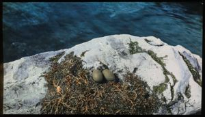 Image of Eggs of Read-Throated Loon, Baffin Land